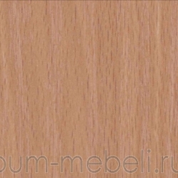 Бук Бавария светлый