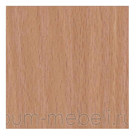 Бук Бавария светлый