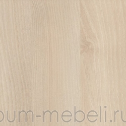 Акация Лэйкланд светлая