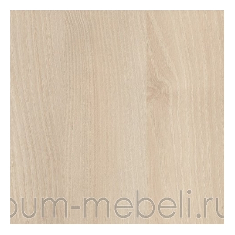 Акация Лэйкланд светлая