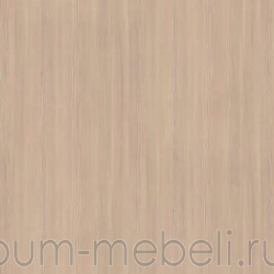 Сосна Авола шампань