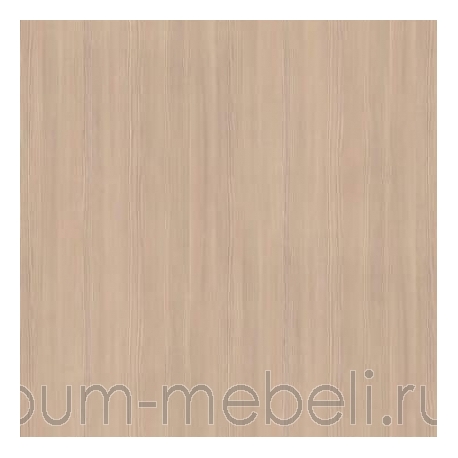 Сосна Авола шампань