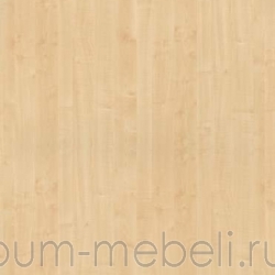 Клен медовый