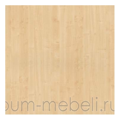 Клен медовый