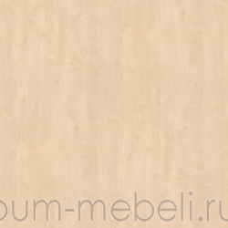 Береза Майнау